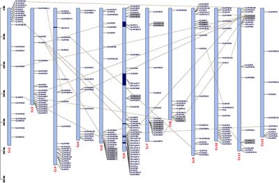 Capsicum chinense MYB Transcription Factor Genes: Identification, Expression Analysis, and Their Conservation and Diversification With Other Solanaceae Genomes